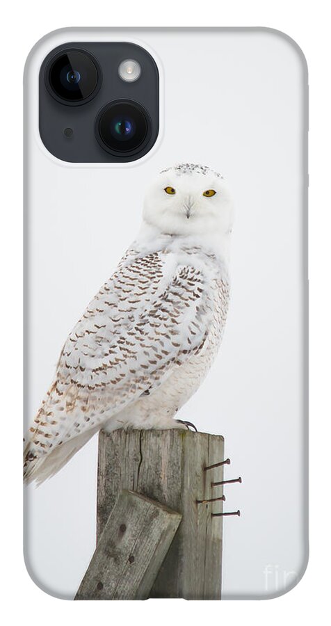 Field iPhone 14 Case featuring the photograph Snowy Perched Profile by Cheryl Baxter