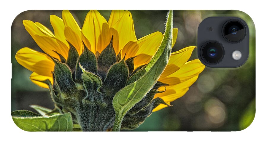 Sunflower iPhone 14 Case featuring the photograph So Long Summer by Cathy Kovarik