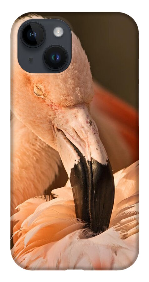 American Flamingo iPhone 14 Case featuring the photograph Soaking Up Sunshine by Theo OConnor