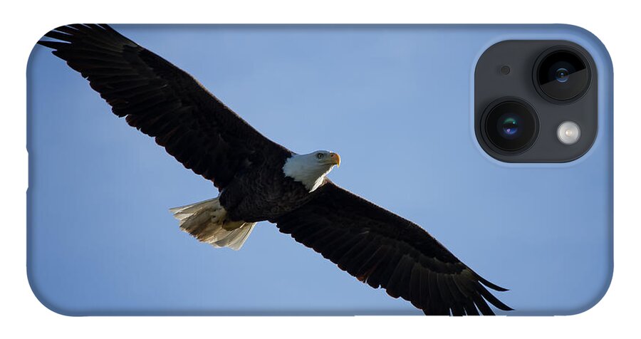Eagle iPhone 14 Case featuring the photograph Soaring by Kim Hojnacki