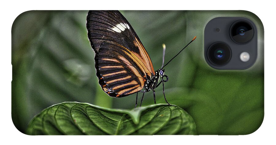 Butterflies iPhone 14 Case featuring the photograph Splash of White by Donald Brown