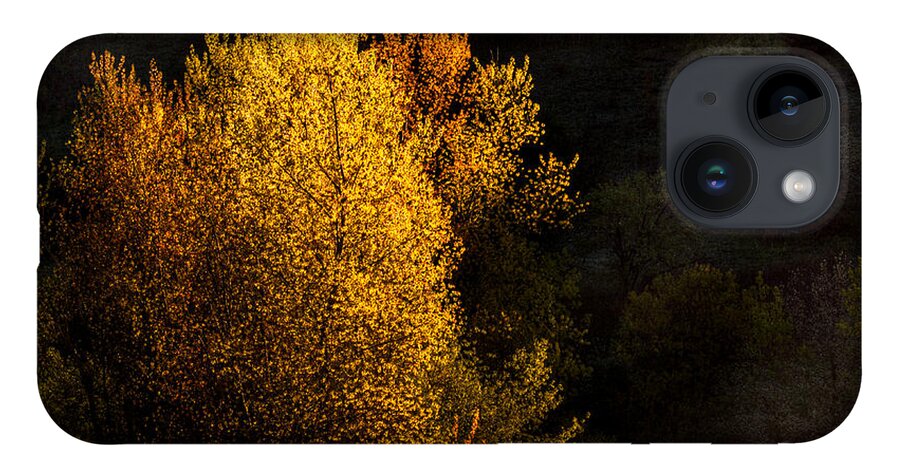 Trees iPhone 14 Case featuring the photograph Spring Light by Thomas Young