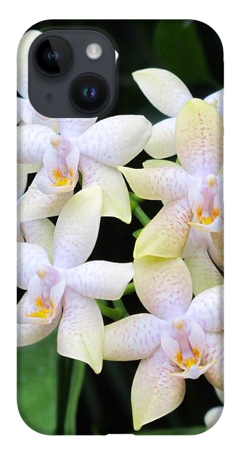 Orchid iPhone 14 Case featuring the photograph Star shaped orchids by Sue Morris