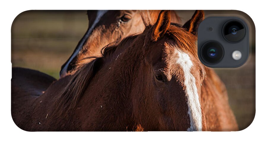 Horses iPhone Case featuring the photograph Stay Close by Ana V Ramirez