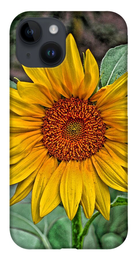Sun Flower iPhone 14 Case featuring the photograph Sun Flower by David Armstrong