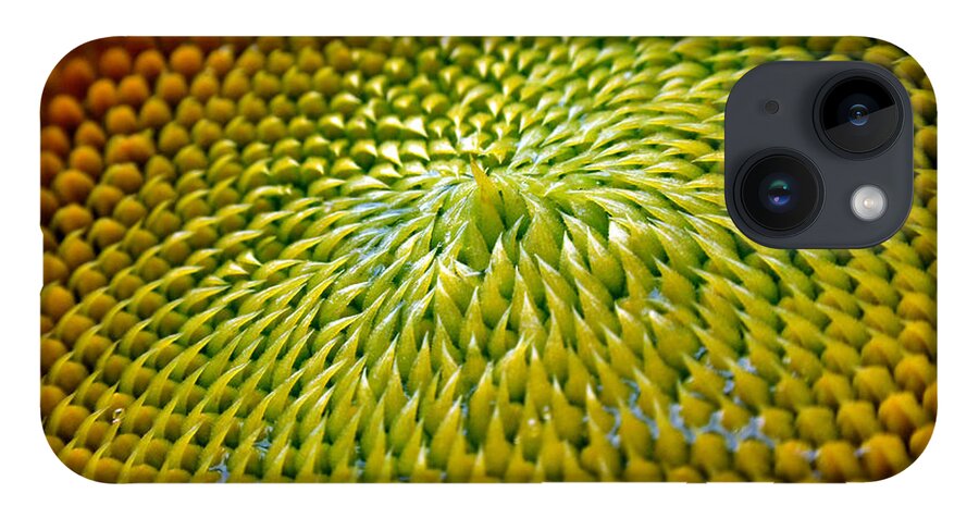 Sunflower iPhone 14 Case featuring the photograph Sunflower by Christina Rollo
