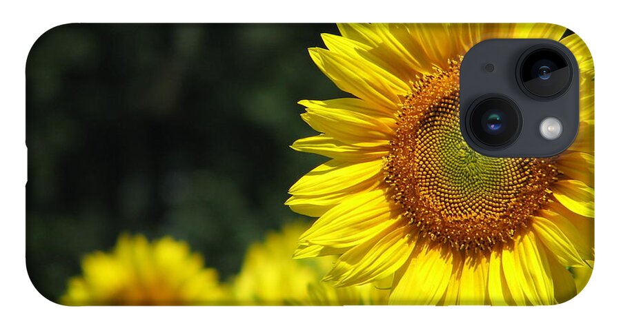 Sunflower iPhone 14 Case featuring the photograph Sunflowers Closeup 3 by Tammie Miller