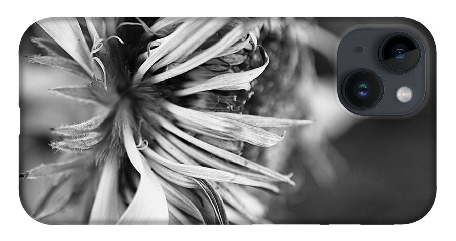 Sunflower iPhone 14 Case featuring the photograph Sunflower Focus by Terry Rowe