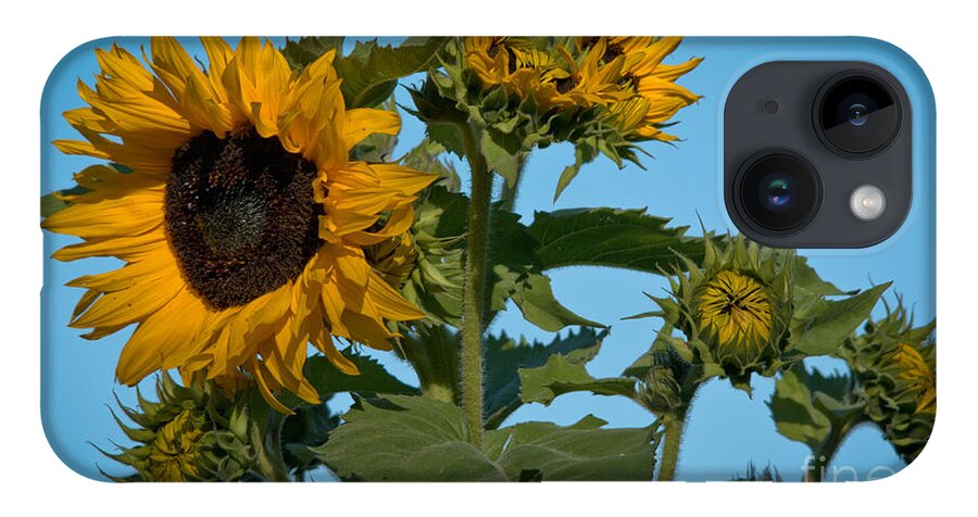 Sunflower iPhone 14 Case featuring the photograph Sunflower Morning by Cheryl Baxter
