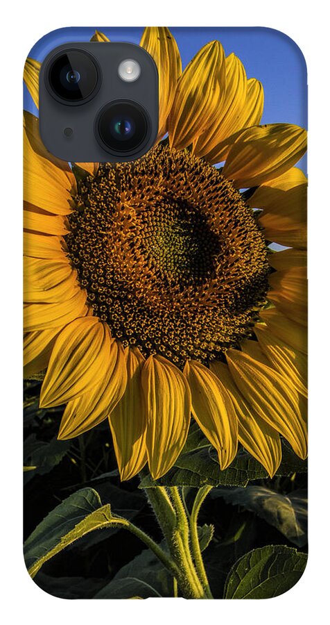 Kansas iPhone 14 Case featuring the photograph Sunflower by Rob Graham