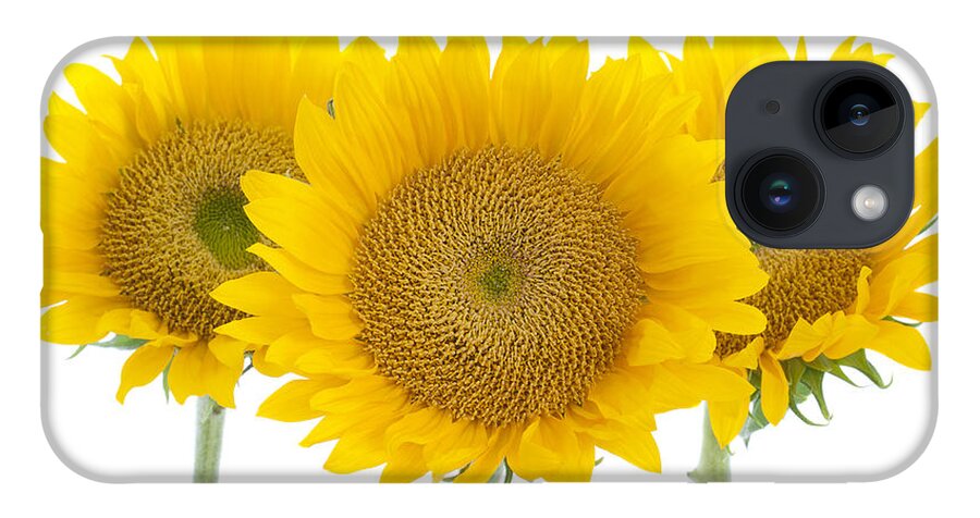 Sunflower iPhone 14 Case featuring the photograph Sunflower Trio by Patty Colabuono