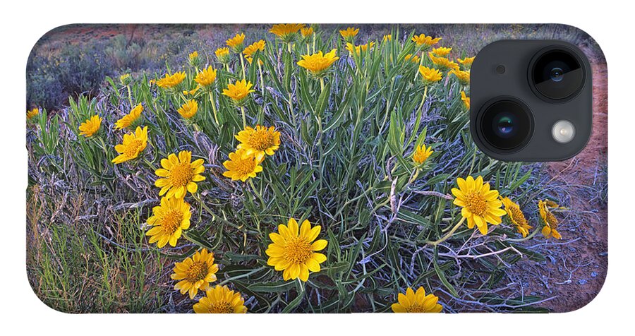 Feb0514 iPhone 14 Case featuring the photograph Sunflowers And Buttes Capitol Reef Np by Tim Fitzharris