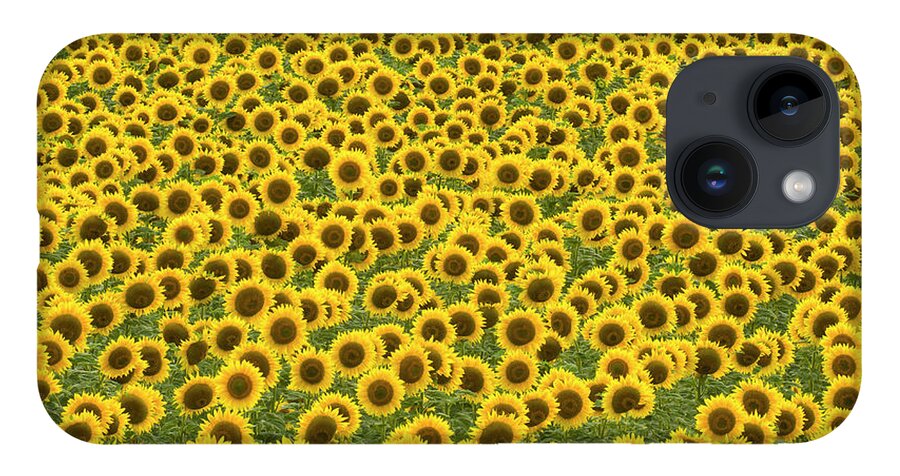 00345435 iPhone 14 Case featuring the photograph Sunflowers Kansas by Yva Momatiuk John Eastcott