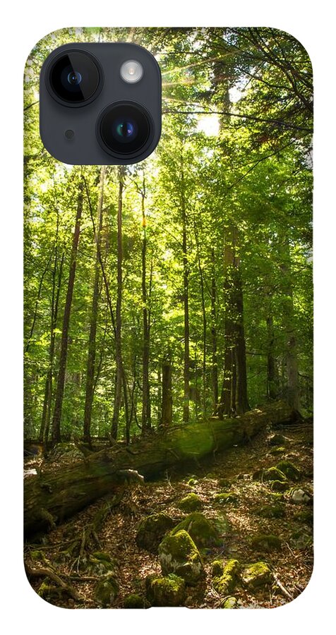 Forest iPhone Case featuring the photograph Sunlit Primeval Forest by Andreas Berthold