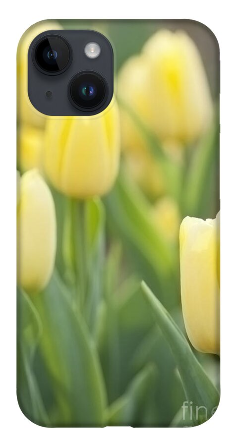 Tulip iPhone 14 Case featuring the photograph Yellow Tulips by Patty Colabuono
