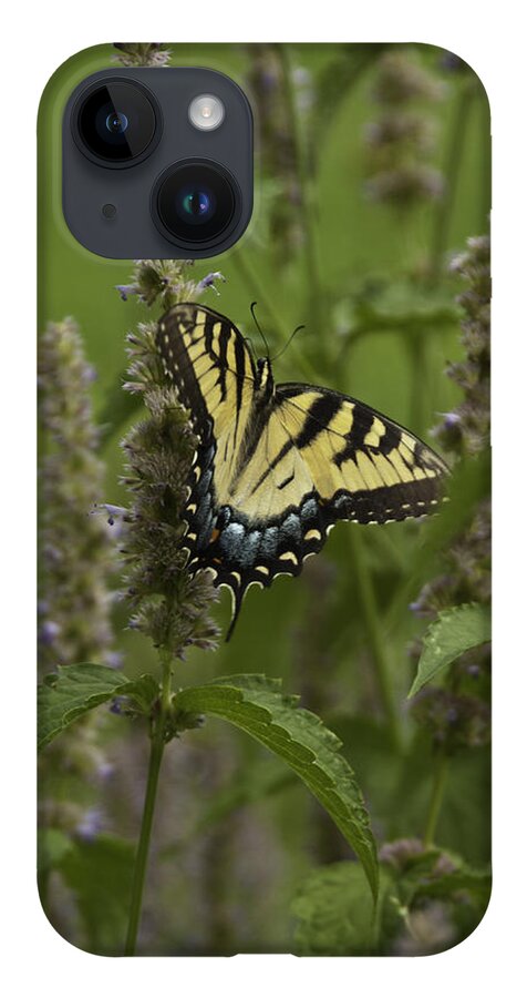 Butterflies iPhone 14 Case featuring the photograph Swallowtail in Flower Field by Donald Brown