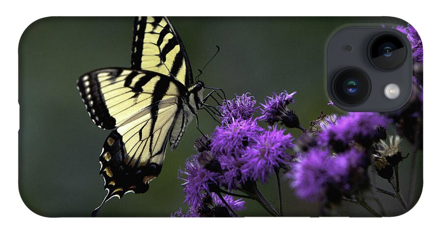 Blue Ridge Moumtains iPhone 14 Case featuring the photograph Swallowtail on Purple by Donald Brown
