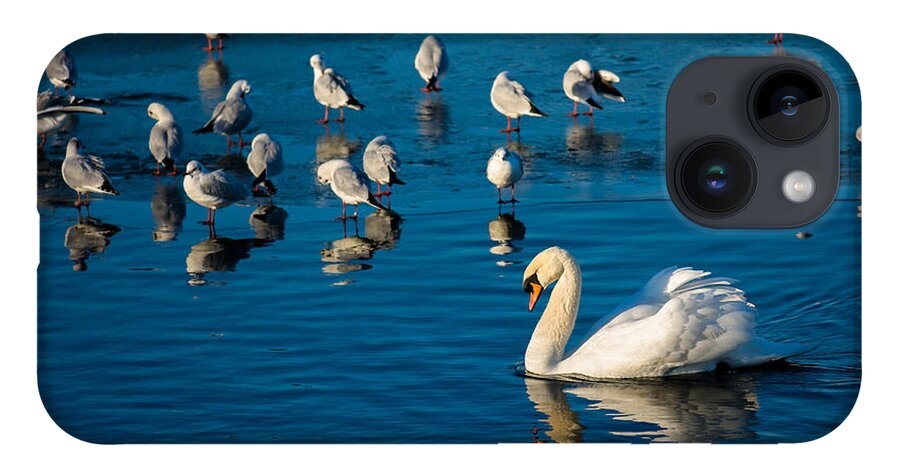 Seagulls iPhone Case featuring the photograph Swan And Seagulls On Frozen Lake by Andreas Berthold