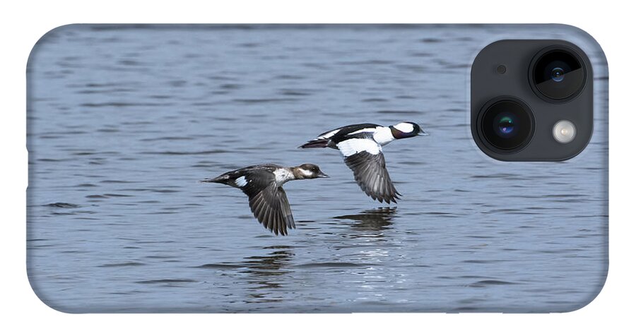 Bufflehead Ducks iPhone Case featuring the photograph Synchronicity by Dan Hefle