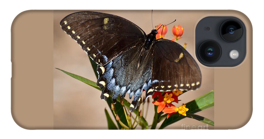 Butterfly iPhone Case featuring the photograph Tattered Tails by Kerri Farley