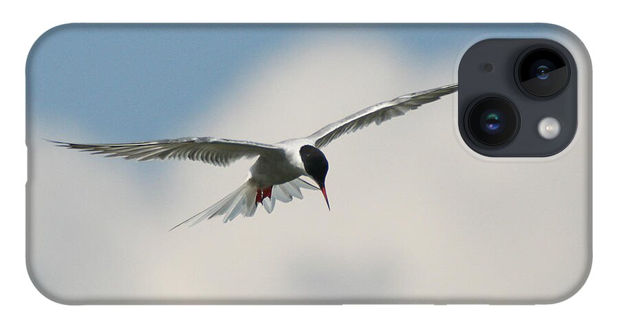 Wildlife iPhone Case featuring the photograph Tern in Flight by William Selander
