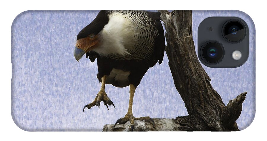 Bird iPhone 14 Case featuring the photograph That Caracara Stare by Donald Brown