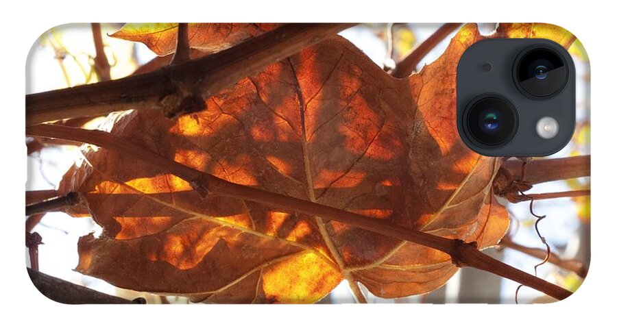 Brown iPhone 14 Case featuring the photograph The Color of Fall by Derek Dean