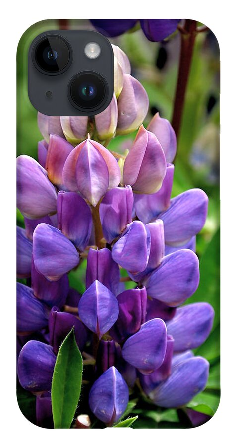 Lupin iPhone 14 Case featuring the photograph The Colors of Lupine by Rona Black