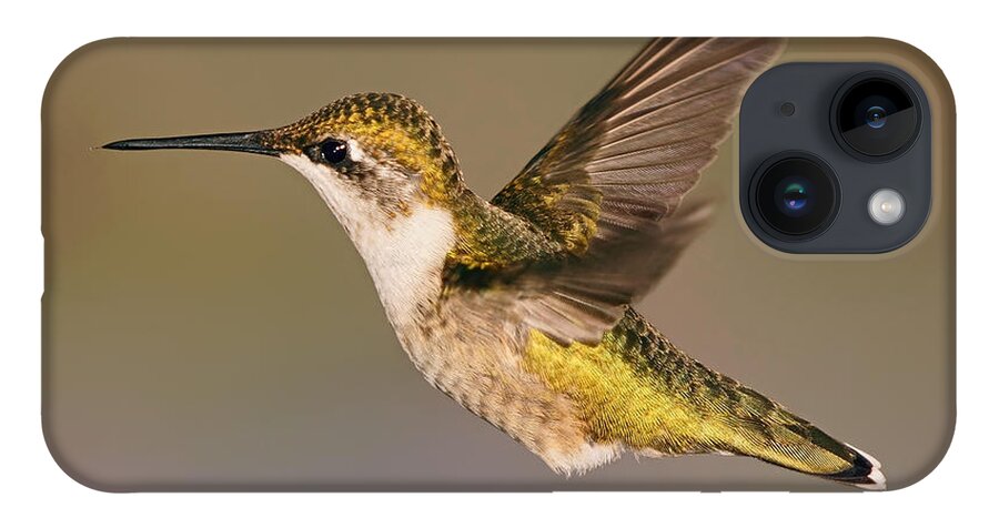 Ruby-throated Hummingbird iPhone Case featuring the photograph The Final Countdown by Theo OConnor