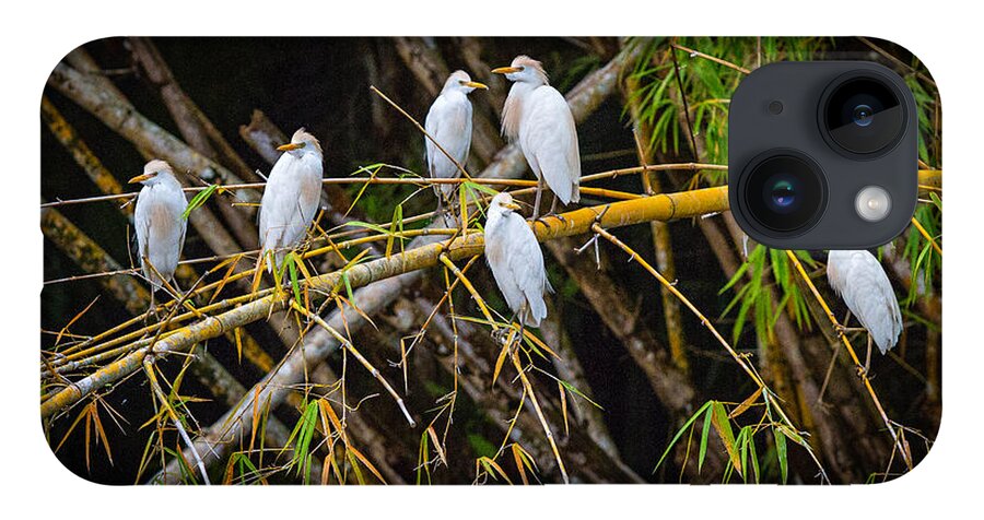 Central America iPhone 14 Case featuring the photograph The Gathering by Greg Waddell