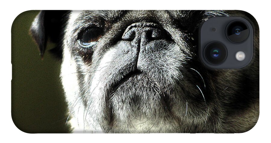 Dog iPhone 14 Case featuring the photograph The Matriarch by Michael Eingle