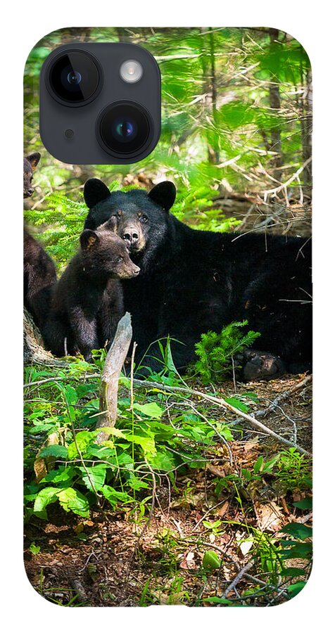 Crawford Notch iPhone 14 Case featuring the photograph The Ultimate Single Mother Black Bear Sow And Cubs by Jeff Sinon