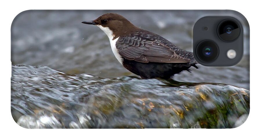 The White-throated Dipper iPhone Case featuring the photograph The White-throated Dipper by Torbjorn Swenelius