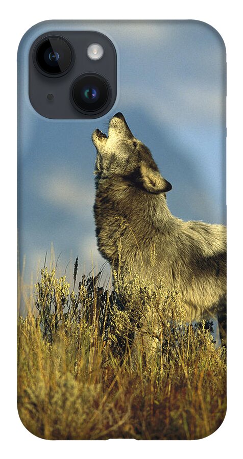 Feb0514 iPhone 14 Case featuring the photograph Timber Wolf Howling Idaho by Tom Vezo