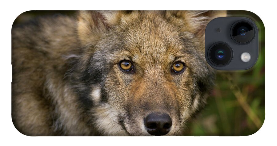 00427714 iPhone 14 Case featuring the photograph Timber Wolf in Denali by Yva Momatiuk John Eastcott