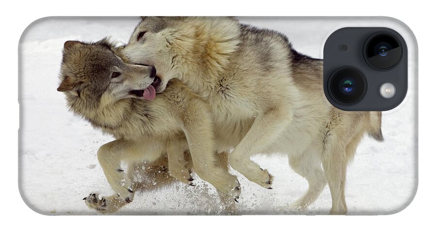 00428935 iPhone 14 Case featuring the photograph Timber Wolves by Matthias Breiter