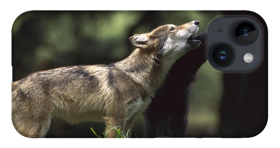Feb0514 iPhone 14 Case featuring the photograph Timber Wolf Pups Howling by Gerry Ellis