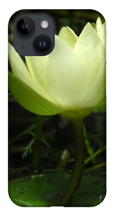 Nature iPhone 14 Case featuring the photograph Tiny Water Lily by Deborah Smith