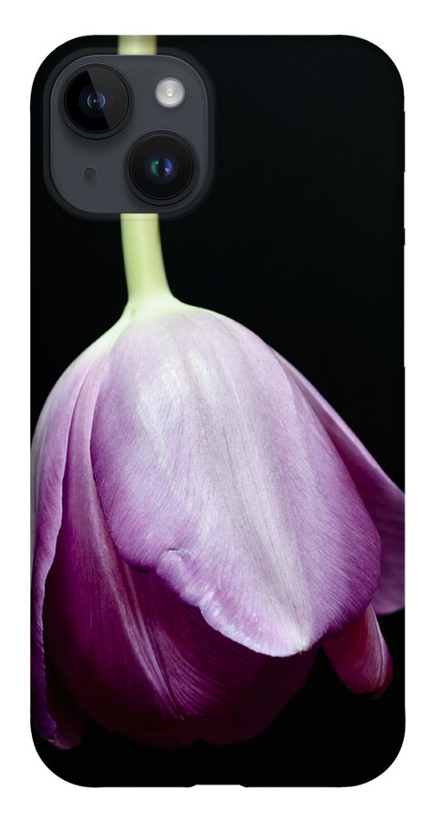 Black Background iPhone 14 Case featuring the photograph Tipped Tulip by Christi Kraft