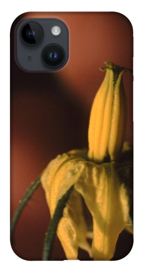 Retro Images Archive iPhone 14 Case featuring the photograph Tomato Blossom by Retro Images Archive