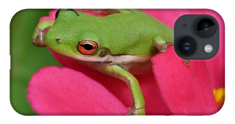 Frog iPhone 14 Case featuring the photograph Tree Frog On A Pink Flower by Kathy Baccari