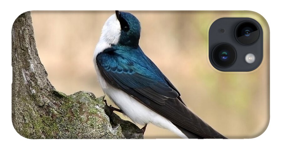 Tree Swallow. Swallow iPhone Case featuring the photograph Tree Swallow by Ann Bridges