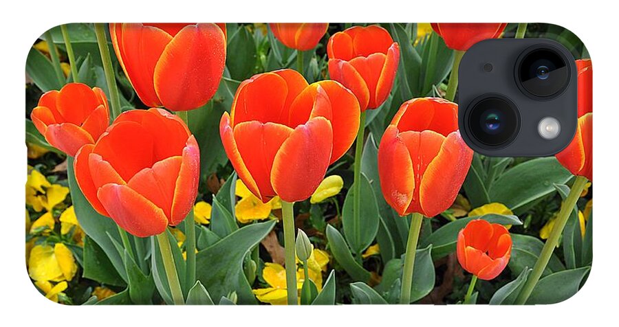Tulips iPhone 14 Case featuring the photograph Trendy Tulips by Jeanne May