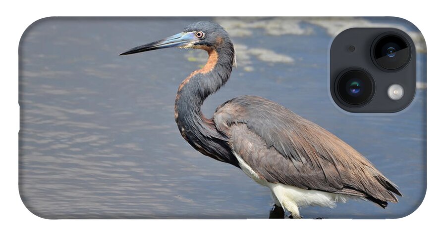 Heron iPhone Case featuring the photograph Tri Colored Heron by Kathy Baccari