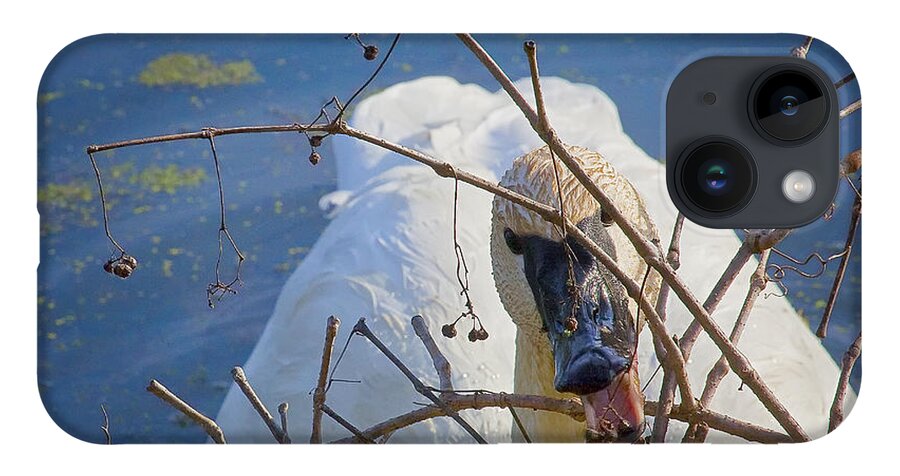 Trumpeter Swan iPhone Case featuring the photograph Trumpeter Swan Eating by Michael Dougherty