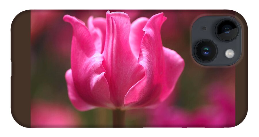 Tulip iPhone 14 Case featuring the photograph Tulip at Attention by Rona Black