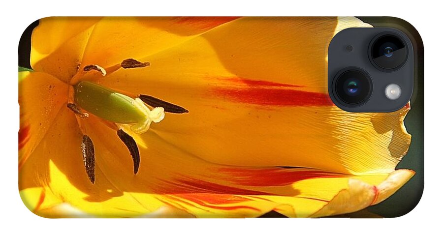 Tulip iPhone 14 Case featuring the photograph Tulip Reflections by Andrea Lazar