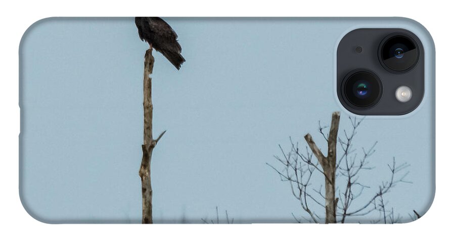 Turkey Vulture iPhone 14 Case featuring the photograph Turkey Vulture by Holden The Moment