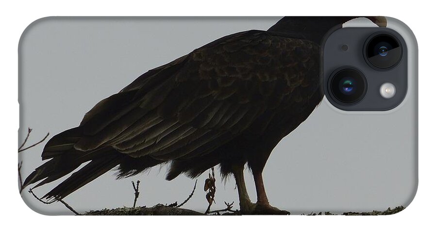 Scavanger iPhone Case featuring the photograph Turkey Vulture by Randy Bodkins