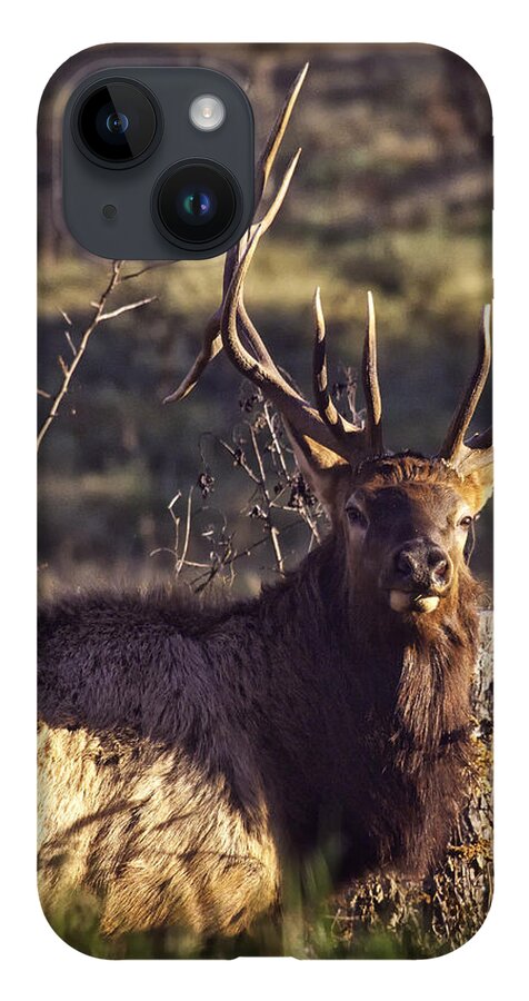 Bull Elk iPhone 14 Case featuring the photograph Twin Forks Up Close by Michael Dougherty